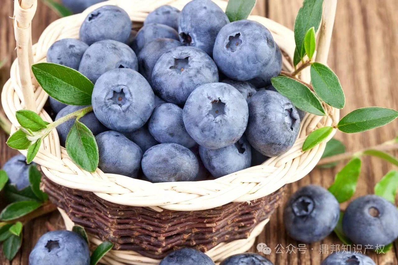 蓝莓.jpg